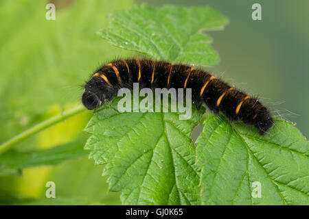 Brombeerspinner Brombeer-Spinner, Raupe, Jungraupe Macrothylacia rubi,,, Fox Moth, Caterpillar, le Bombyx de la ronce, peluches, Banque D'Images