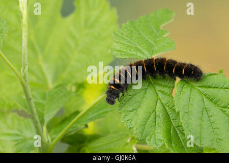 Brombeerspinner Brombeer-Spinner, Raupe, Jungraupe Macrothylacia rubi,,, Fox Moth, Caterpillar, le Bombyx de la ronce, peluches, Banque D'Images