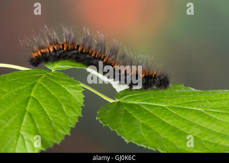 Brombeerspinner Brombeer-Spinner Raupe,,, Macrothylacia rubi, Fox Moth, Caterpillar, le Bombyx de la ronce, peluches, Glucken, L Banque D'Images