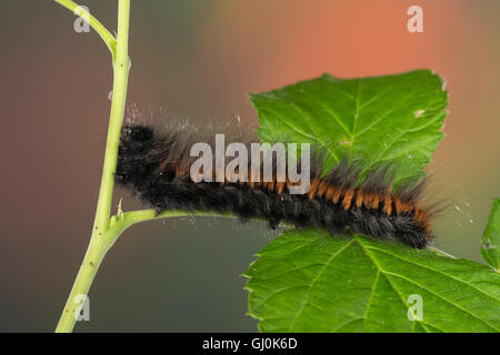 Brombeerspinner Brombeer-Spinner Raupe,,, Macrothylacia rubi, Fox Moth, Caterpillar, le Bombyx de la ronce, peluches, Glucken, L Banque D'Images
