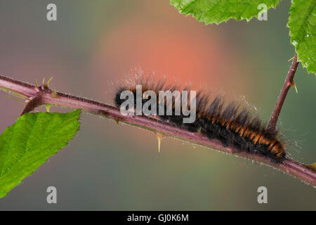 Brombeerspinner Brombeer-Spinner Raupe,,, Macrothylacia rubi, Fox Moth, Caterpillar, le Bombyx de la ronce, peluches, Glucken, L Banque D'Images