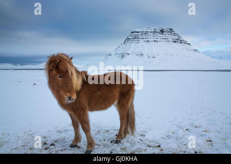 Le pâturage des chevaux dans la neige en face de Kirkjufell Snaefellsness, Iceland Banque D'Images