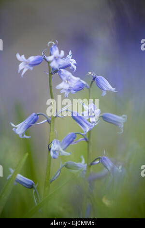 Bluebells près de Minterne Magna, Dorset, Angleterre Banque D'Images