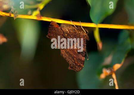 Libre d'un grand papillon brun se bloque sur une petite branche d'arbre à la lumière du soleil chaude Banque D'Images