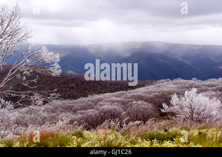 Zone alpine australienne avec des fleurs sauvages et une fine couche de neige sur les arbres Banque D'Images