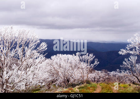 Zone alpine australienne avec des fleurs sauvages et une fine couche de neige sur les arbres Banque D'Images