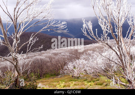 Zone alpine australienne avec des fleurs sauvages et une fine couche de neige sur les arbres Banque D'Images