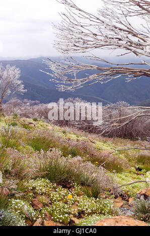 Zone alpine australienne avec des fleurs sauvages et une fine couche de neige sur les arbres Banque D'Images