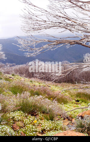 Zone alpine australienne avec des fleurs sauvages et une fine couche de neige sur les arbres Banque D'Images