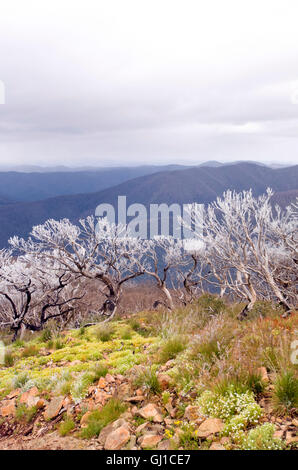 Zone alpine australienne avec des fleurs sauvages et une fine couche de neige sur les arbres Banque D'Images