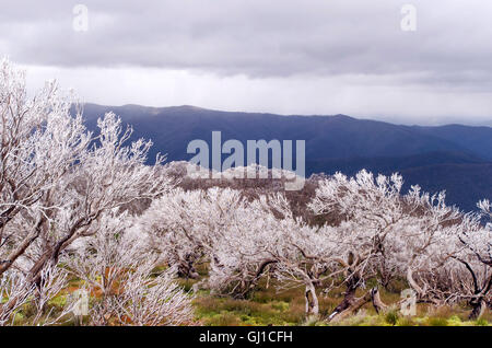 Zone alpine australienne avec des fleurs sauvages et une fine couche de neige sur les arbres Banque D'Images