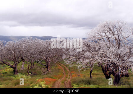 Zone alpine australienne avec des fleurs sauvages et une fine couche de neige sur les arbres Banque D'Images