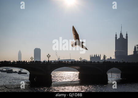 L'oiseau est découpé sur un ciel clair au-dessus du pont de Westminster au centre de Londres Banque D'Images