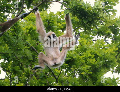 Mâle juvénile Gibbons d'Asie du Sud-Est ou en blanc remis gibbon (Hylobates lar) se balançant dans un arbre Banque D'Images