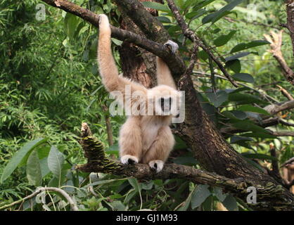 Gibbons d'Asie du Sud-Est ou en blanc remis gibbon (Hylobates lar) très haut dans un arbre Banque D'Images