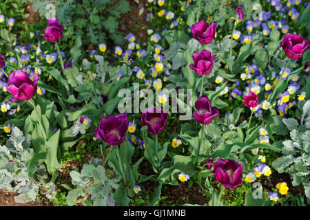 Grand Parterre de tulipes et pensées a été vu à Washington D.C., USA. Encore plus de différentes espèces et types de fleurs sont situés dans la bibliothèque de motifs floraux sur le territoire de la National Mall. Banque D'Images