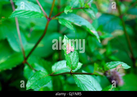 Papillon SUR FEUILLE DE MENTHE MENTHE Banque D'Images