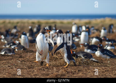 Deux manchots papous (Pygoscelis papua) se chamailler pendant la saison de reproduction sur l'Île Sealion dans les îles Falkland. Banque D'Images