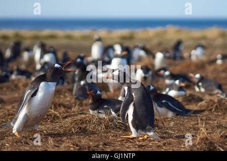 Deux manchots papous (Pygoscelis papua) se chamailler pendant la saison de reproduction sur l'Île Sealion dans les îles Falkland. Banque D'Images