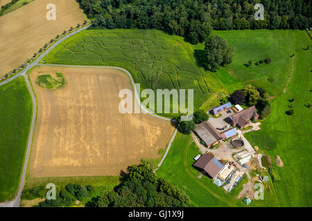 Vue aérienne avec Maislabyrinth,motifs olympiques campagne Münsterland, agriculteur Benoît Lünemann Lünemann la Cour à Cappenberg Banque D'Images