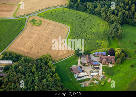 Vue aérienne avec Maislabyrinth,motifs olympiques campagne Münsterland, agriculteur Benoît Lünemann Lünemann la Cour à Cappenberg Banque D'Images