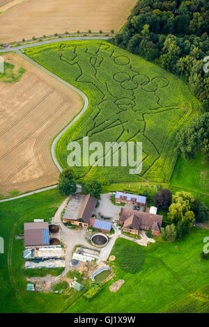 Vue aérienne avec Maislabyrinth,motifs olympiques campagne Münsterland, agriculteur Benoît Lünemann Lünemann la Cour à Cappenberg Banque D'Images