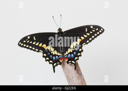 Un homme fraîchement émergées black swallowtail Butterfly (Papilio polyxenes) reposant sur un morceau de bois flotté, Indiana, United States Banque D'Images