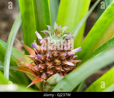 Fleurs d'ananas sur un jeune fruit. Fleurs violettes poussent sur un jeune fruit d'ananas comme il mûrit dans une serre des Banque D'Images