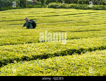 La récolte du thé dans les Açores : l'exécution. Un seul homme marche d'un grand sac de feuilles de thé fraîchement récoltés hors du champ de thé. Banque D'Images