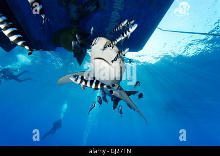 Requin océanique avec pilotfish et scuba diver, Daedalus Reef, Red Sea, Egypt Banque D'Images