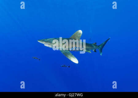 Carcharhinus longimanus Naucrates ductor, requin océanique avec poisson pilote, pilotfish, Daedalus Reef, Red Sea, Egypt Banque D'Images
