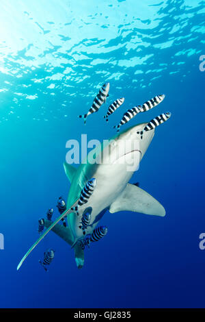 Carcharhinus longimanus, Naucrates ductor, requin océanique avec poisson pilote, pilotfish, Daedalus Reef, Red Sea, Egypt Banque D'Images