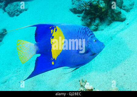 Angelfish Pomacanthus maculosus, Yellowbar, Wadi Gima, Marsa Alam, Red Sea, Egypt Banque D'Images