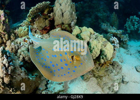 Taeniura lymma, bluespotted stingray ribbontail, ray, Wadi Gima, Marsa Alam, Red Sea, Egypt, Africa Banque D'Images