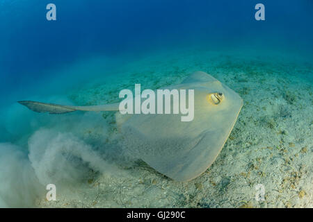 Pastinachus sephen Hypolophus cowtail sephen, Stingray, Wadi Gima, Marsa Alam, Red Sea, Egypt, Africa Banque D'Images