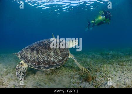 Green Seaturtle Chelonia mydas, et plongée sous-marine, les tortues de mer, Wadi Gima, Marsa Alam, Red Sea, Egypt, Africa Banque D'Images