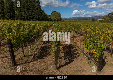 Le Cabernet Sauvignon, le vignoble de raisin vigne raisin, vigne, Dana Estates, Napa Valley, Comté de Napa, Californie, Etats-Unis, Amérique du Nord Banque D'Images