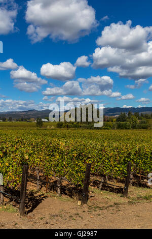 Le Cabernet Sauvignon, le vignoble de raisin vigne raisin, vigne, Dana Estates, Napa Valley, Comté de Napa, Californie, Etats-Unis, Amérique du Nord Banque D'Images