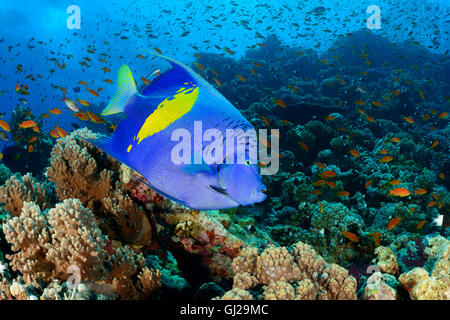 Angelfish Pomacanthus maculosus, Yellowbar, Wadi Gima, Marsa Alam, Red Sea, Egypt Banque D'Images