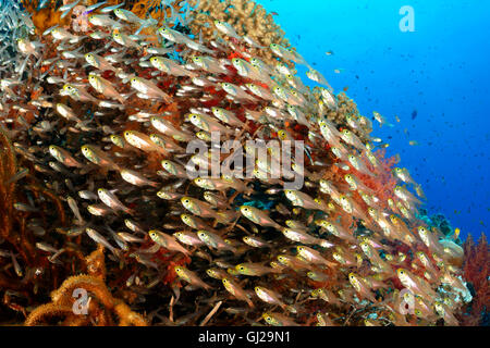 Ransonneti Parapriacanthus, banc de pigmy Sweeper, Wadi Gima, Marsa Alam, Red Sea, Egypt, Africa Banque D'Images