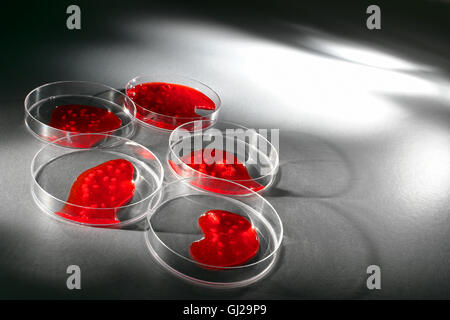 Pétri de laboratoire à virus ou bactéries croissant rouge dans la culture media solution pour une expérience dans un laboratoire de biotechnologie Banque D'Images