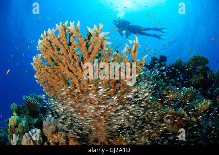 Parapriacanthus guentheri Acropora sp., scuba diver avec table coral et l'école de Glassfish, Safaga, Red Sea, Egypt, Africa Banque D'Images