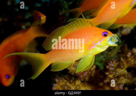 Pseudanthias squammipinnis, femme Lyretail Anthias, Goldie, La Mer de Corail Rouge de la Perchaude, Safaga, Red Sea, Egypt Banque D'Images