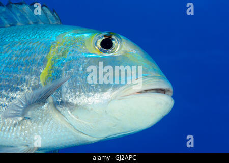 Humpnose Monotaxis grandoculus, big-eye beam, Safaga, Red Sea, Egypt, Africa Banque D'Images