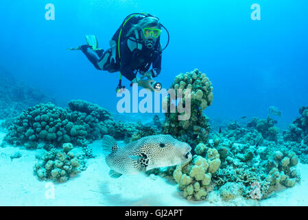 Arothron stellatus, puffer stellaire, Starpuffer et scuba diver, Safaga, Red Sea, Egypt, Africa Banque D'Images