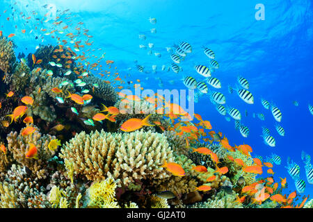 Récifs coralliens de la mer avec Goldie ou Rouge Corail, la perchaude et le sergent indo-pacifique, Safaga, Red Sea, Egypt Banque D'Images