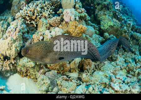 Gymnothorax javanicus, murène géante, morayeel, Safaga, Red Sea, Egypt, Africa Banque D'Images