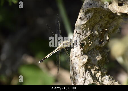 Libellule sur une feuille de raifort. Les insectes prédateurs. Banque D'Images