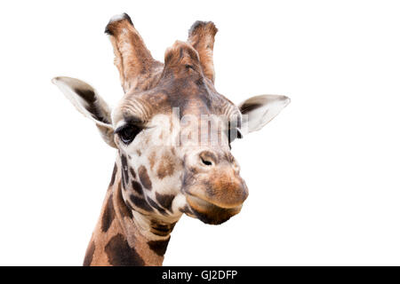 Close up portrait of young cute giraffe isolated on white, Giraffa camelopardalis reticulata Banque D'Images