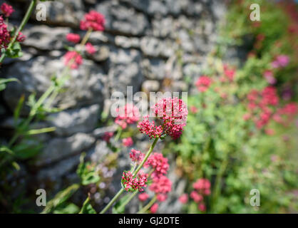 La valériane rouge (Centranthus ruber) plante en culture des fleurs d'un mur de pierre. Banque D'Images